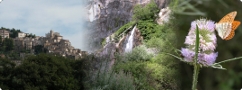 Vivifarindola